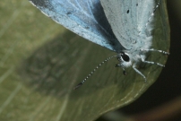 L'Azur des Nerpruns. Une femelle (Lpidoptre - Lycaenidae - Celastrina argiolus)